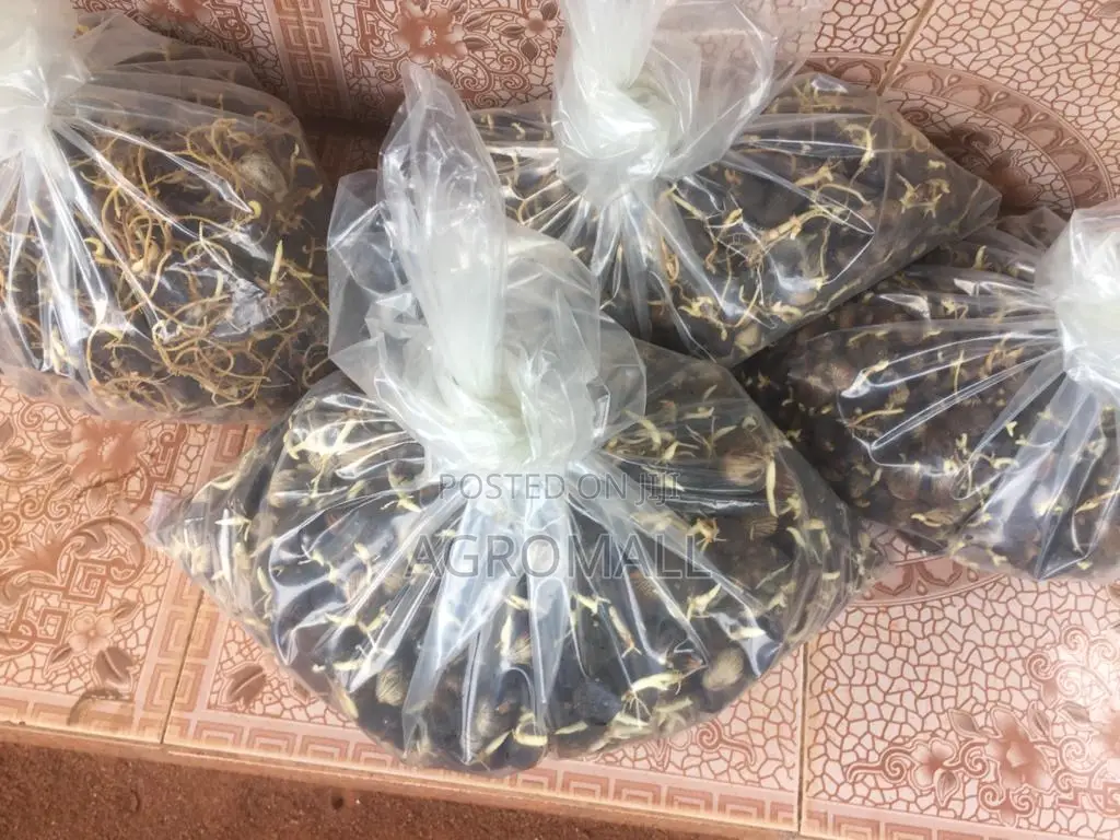 Oil Palm Sprouted Nut_500 Seeds