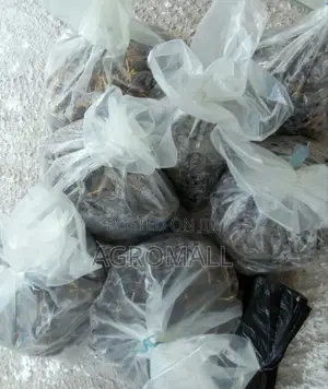 Oil Palm Sprouted Nut_500 Seeds