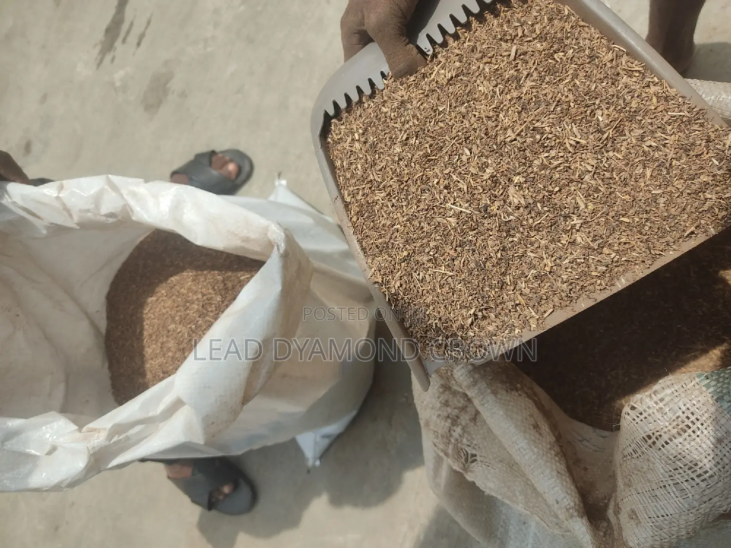 Stylo Seeds