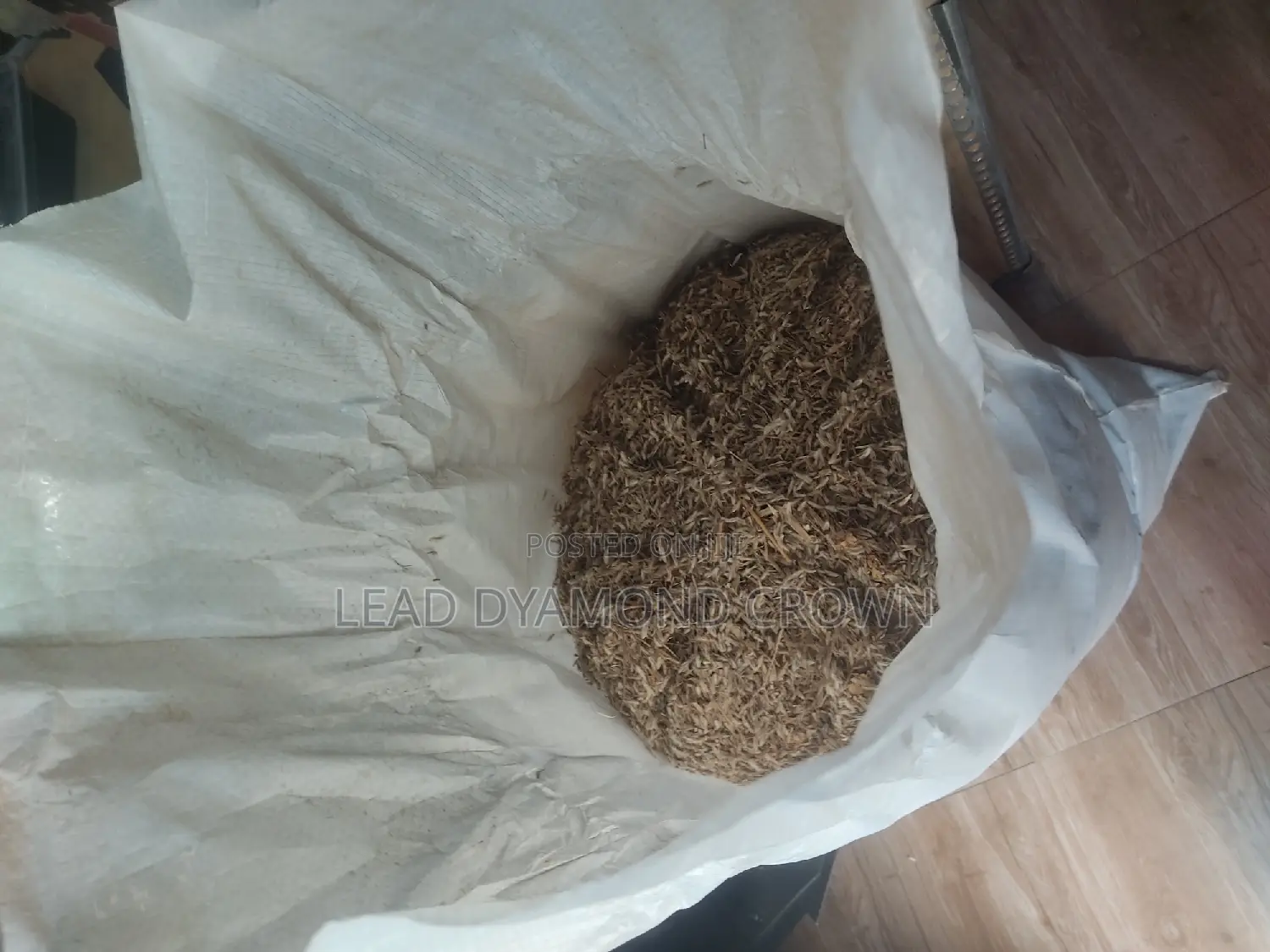 Gamba Seeds