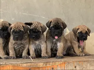 1-3 months Female Purebred Bullmastiff