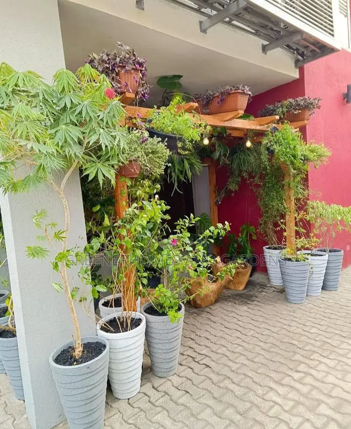 Pergola Plant Design