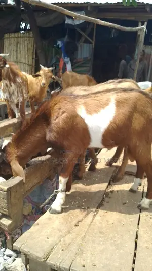 Big Healthy Northern Goats(Ogufe)
