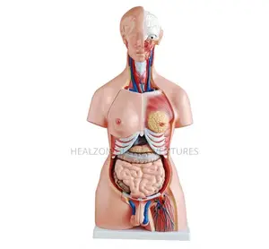 Unisex Torso Model