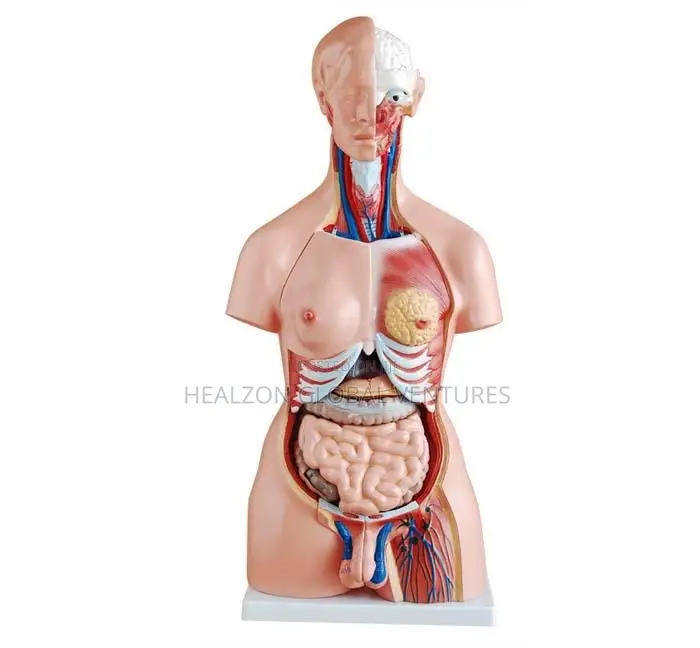 Unisex Torso Model