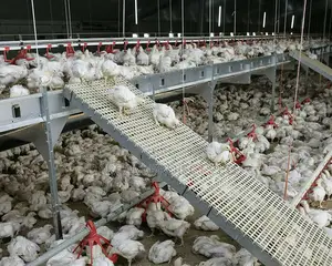 4-5 Weeks Old Broilers for Sale