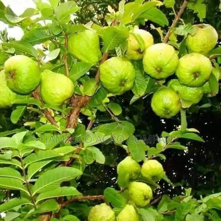 Hybrid Guavas