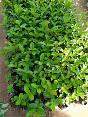 Hybrid Guavas