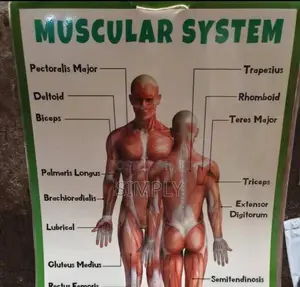 Muscle System Cart