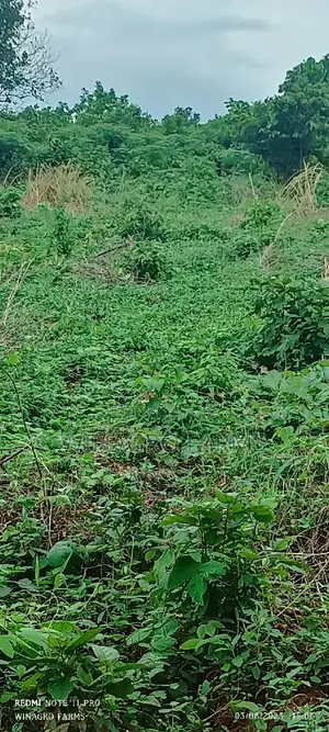 Sweet 20 Acres Farm Land
