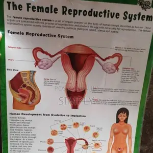 FEMALE Reproductive System