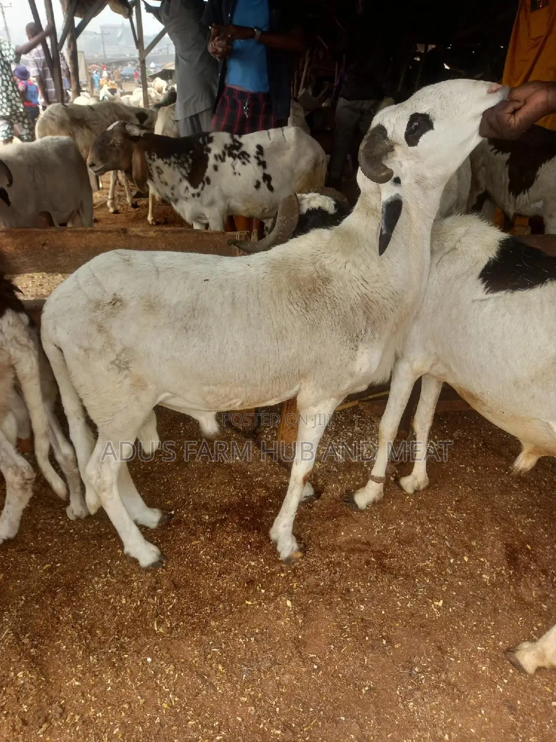 Big Healthy Rams (Agbo)