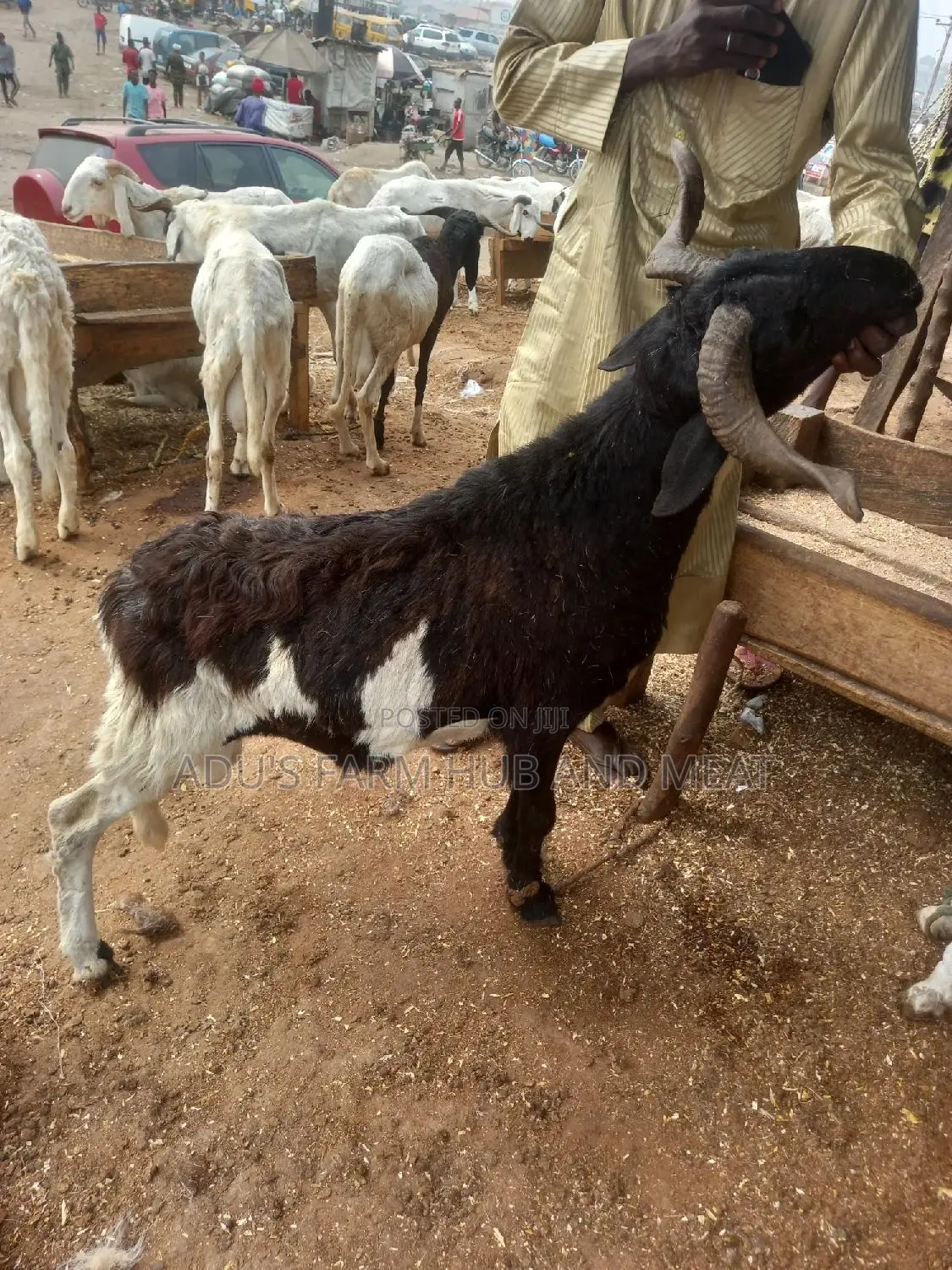 Big Healthy Rams/Sheep