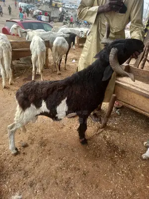 Big Healthy Rams/Sheep