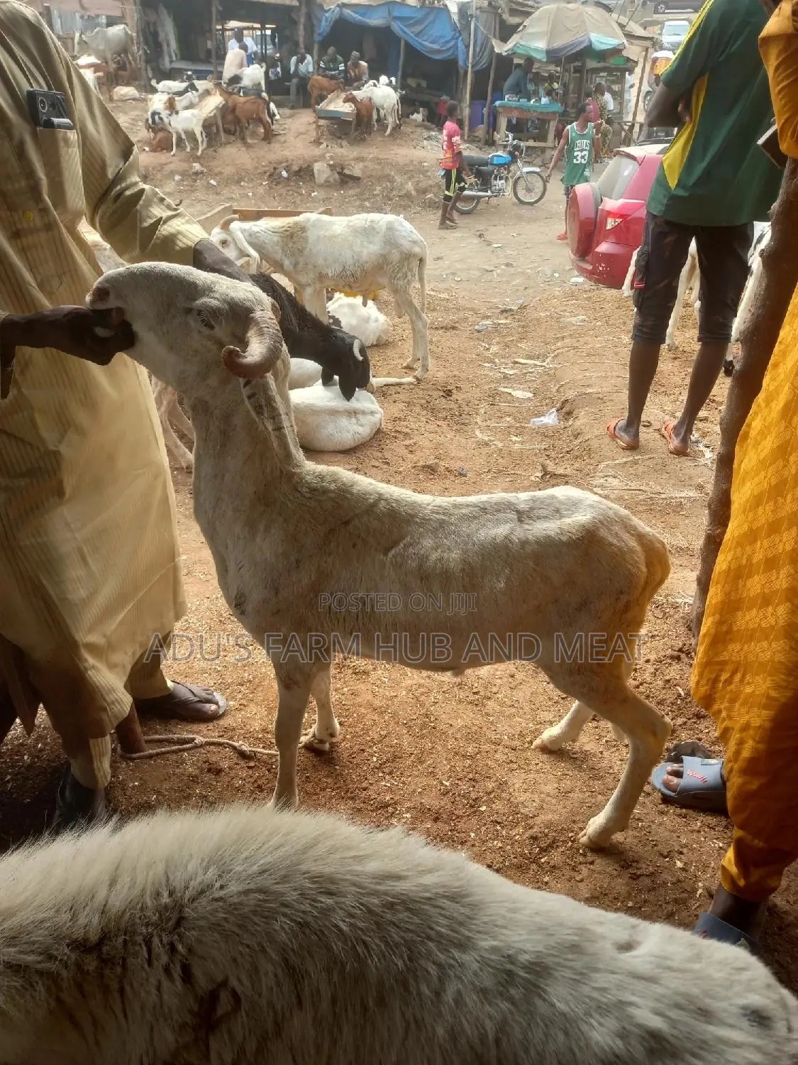 Big Healthy Rams/Sheep