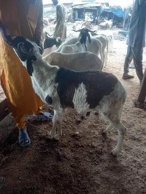 Big Healthy Rams/Sheep