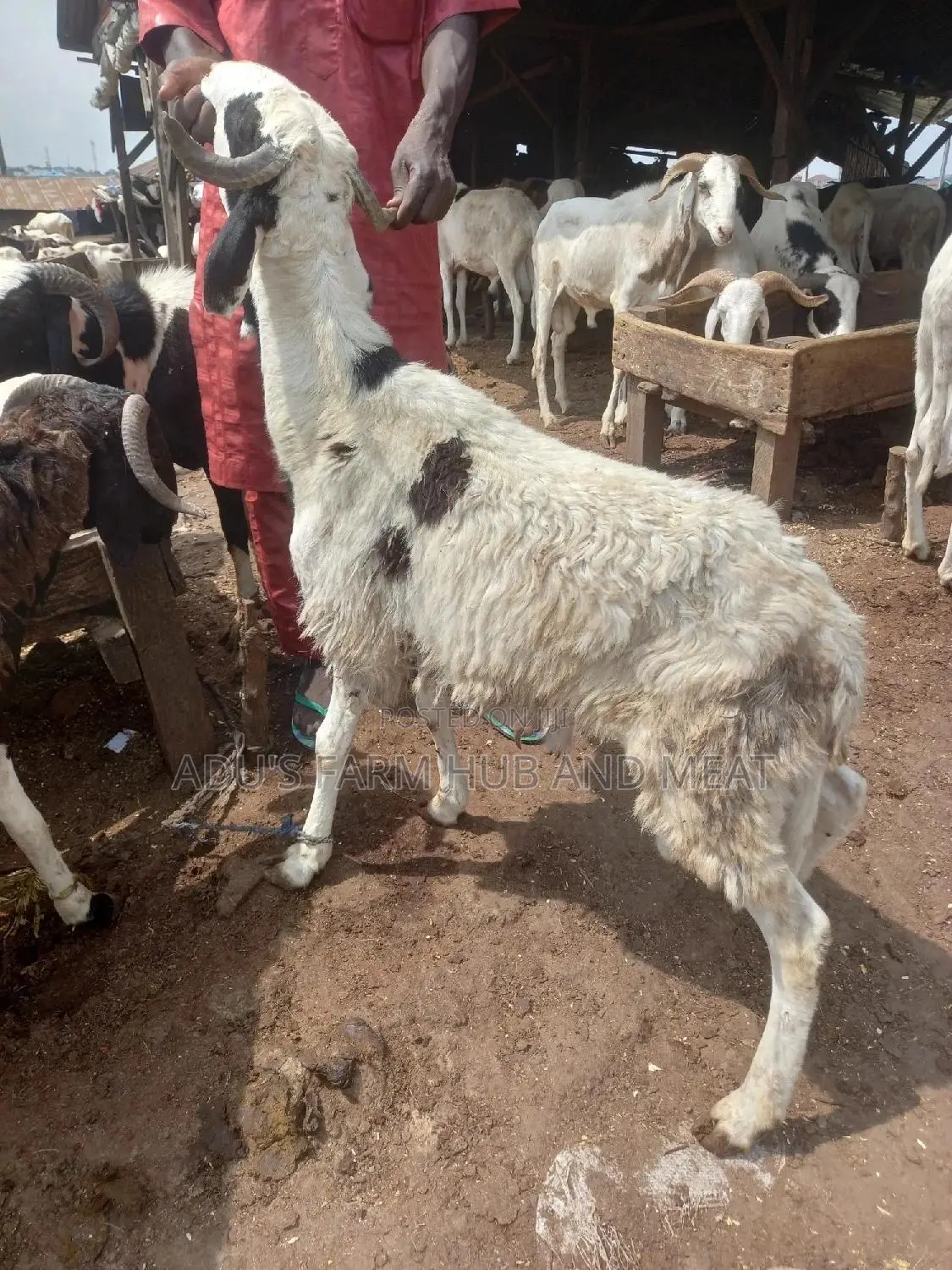 Full Healthy Rams