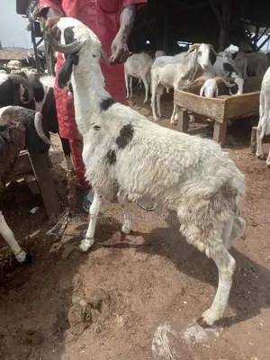 Full Healthy Rams