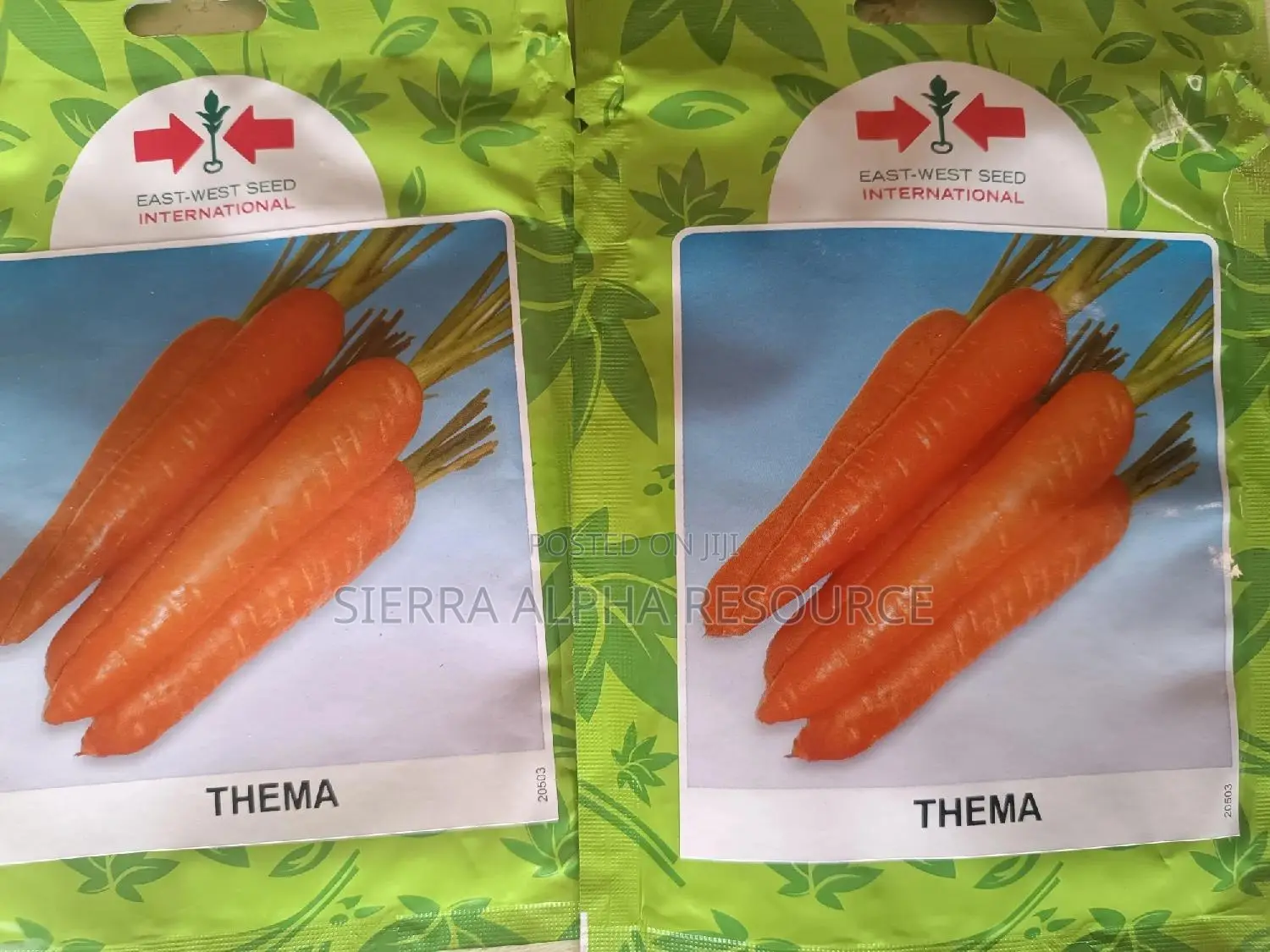 Carrot Seeds