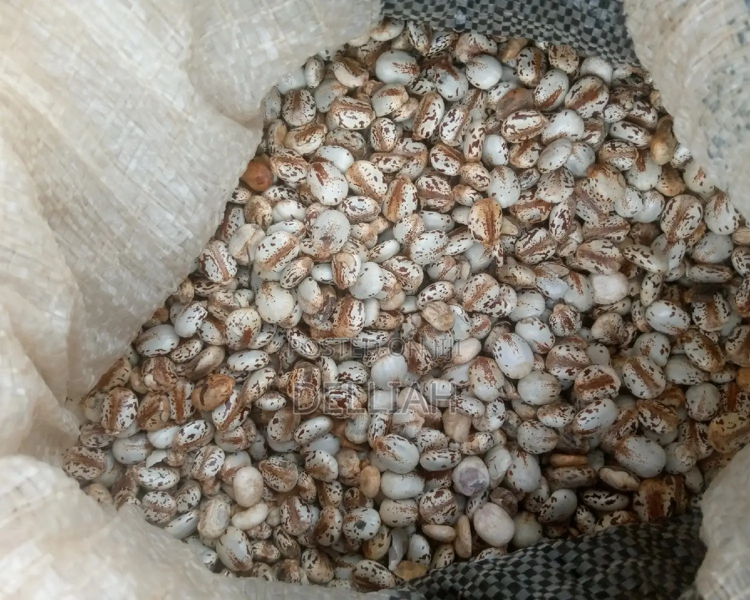 Castor Seed (1kg) Organic