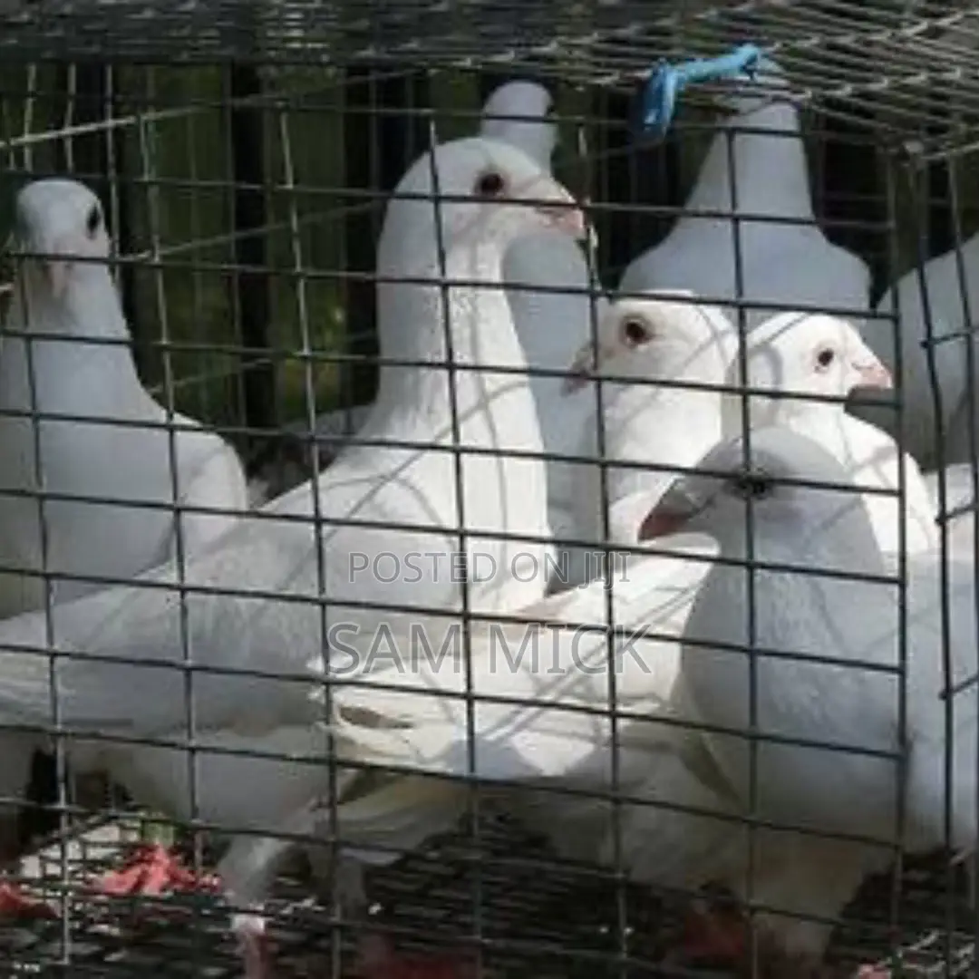 Dove for Sale