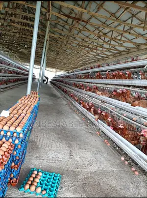 Chicken Eggs