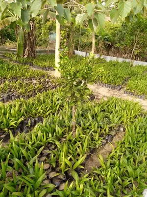 Hybrid Tenera Oil Palm Seedlings