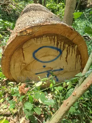 Senya Wood Log for Sell.