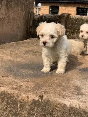 1-3 months Female Purebred Lhasa Apso