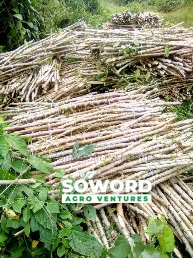 Hybrid Cassava Stem