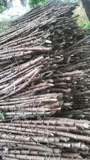 Hybrid Cassava Stem