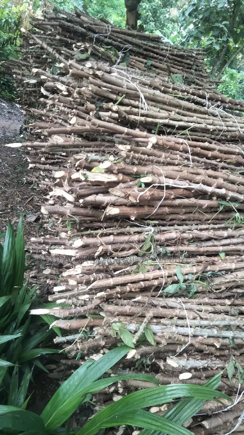 Hybrid Cassava Stem