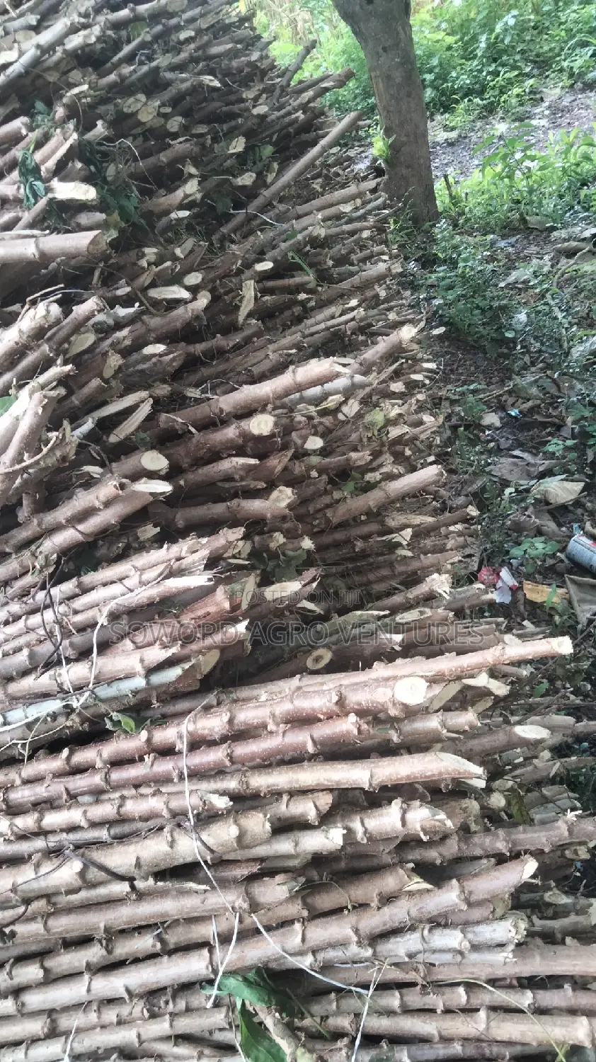Hybrid Cassava Stem