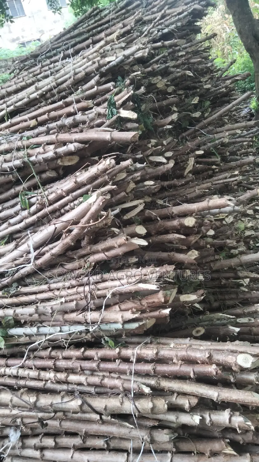 Hybrid Cassava Stem