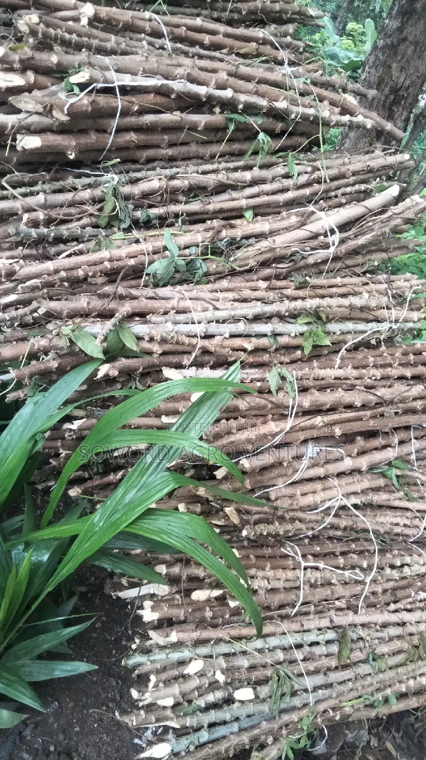 Hybrid Cassava Stem