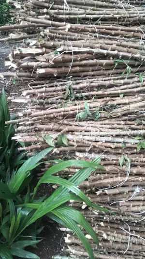 Hybrid Cassava Stem