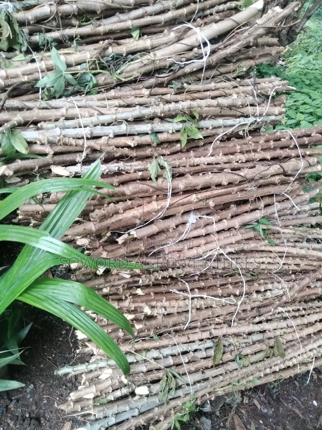Hybrid Cassava Stem