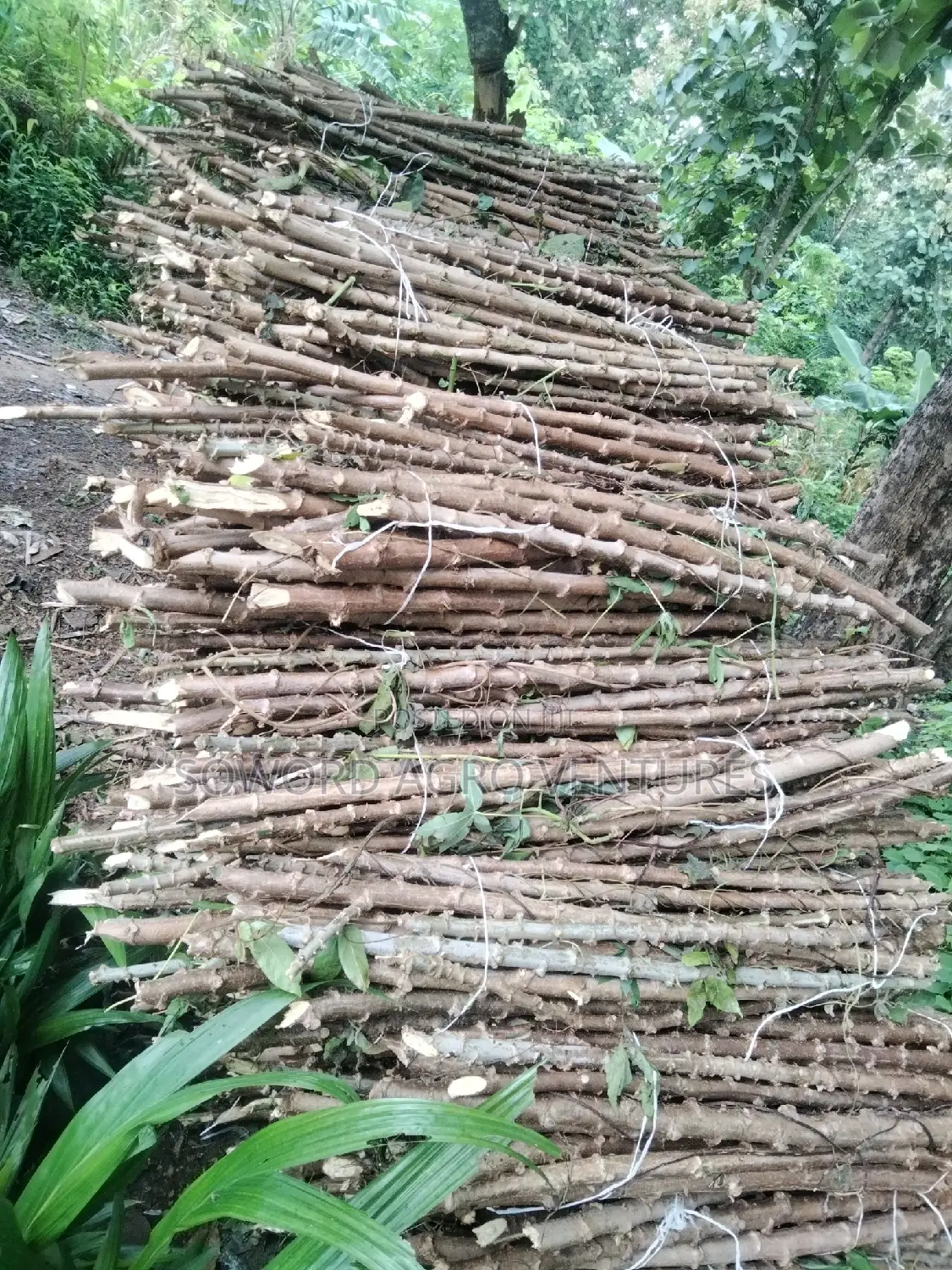 Hybrid Cassava Stem