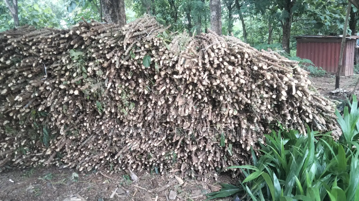 Hybrid Cassava Stem