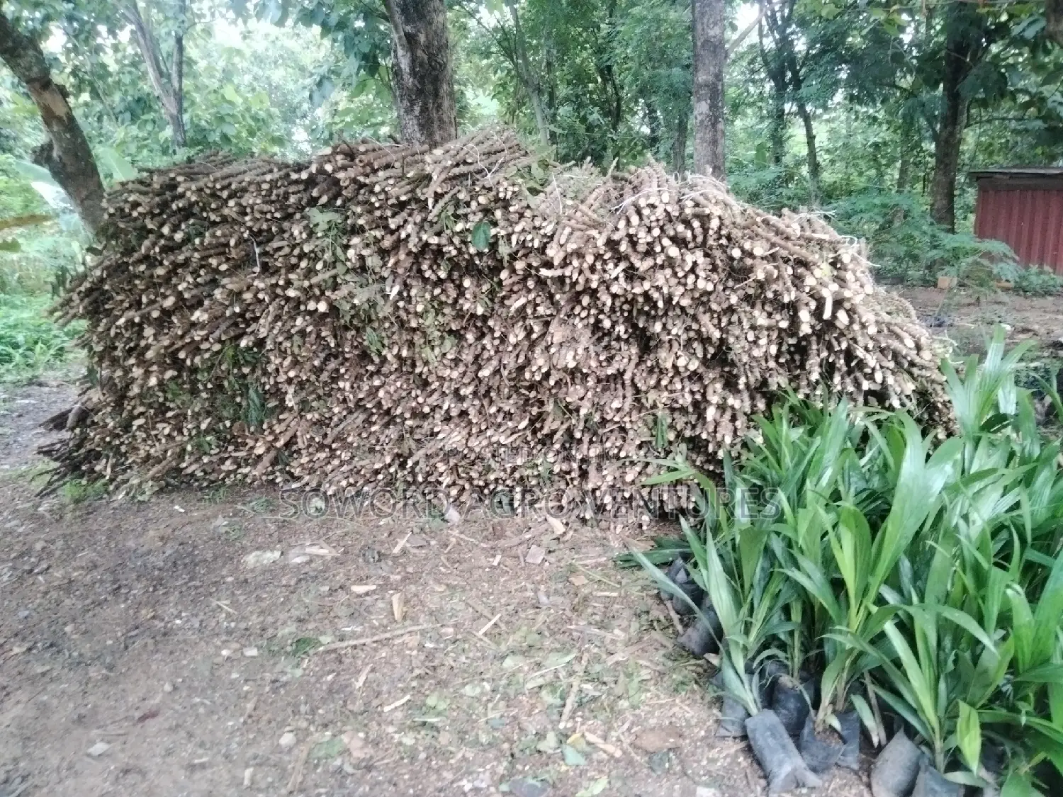 Hybrid Cassava Stem