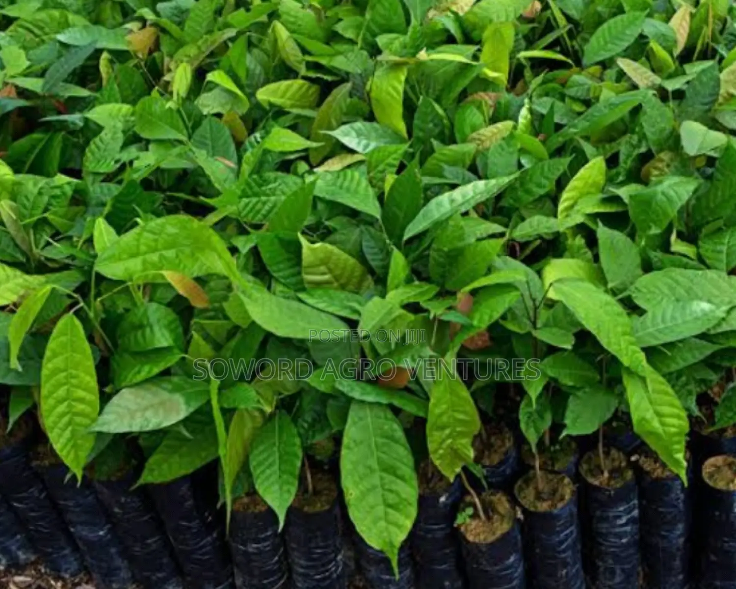 Cocoa Seedings