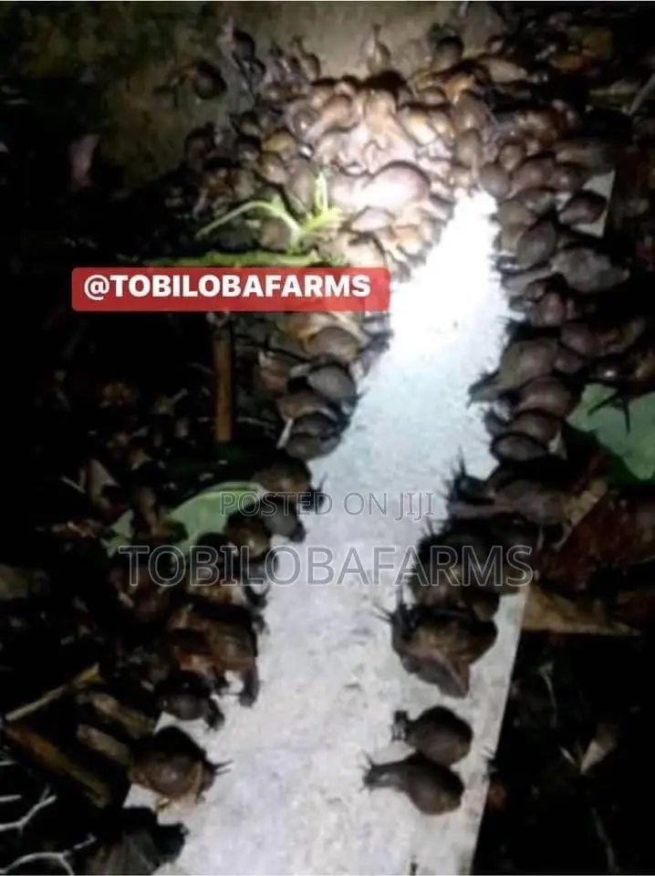 Snail Feed Calcium.