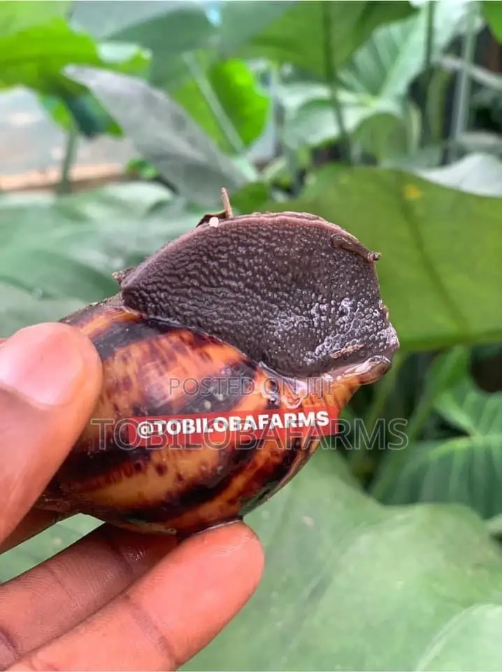 Snail Feed Calcium.