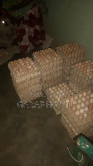 Eggs for Sell, in Large Quantity