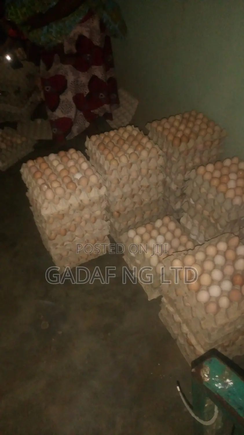 Eggs for Sell, in Large Quantity
