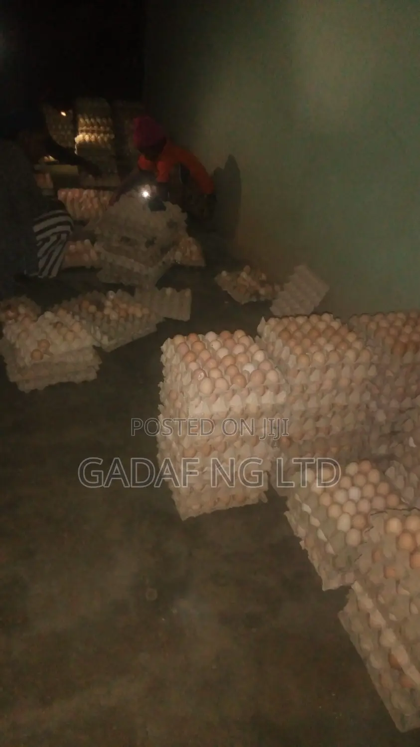 Eggs for Sell, in Large Quantity