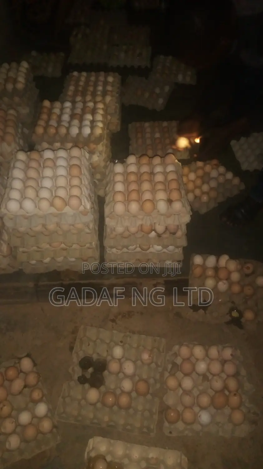 Eggs for Sell, in Large Quantity