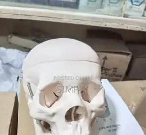 Human Skull