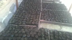 Nursery Nylon Bags for Sale