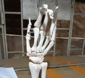 Human Hand Joint